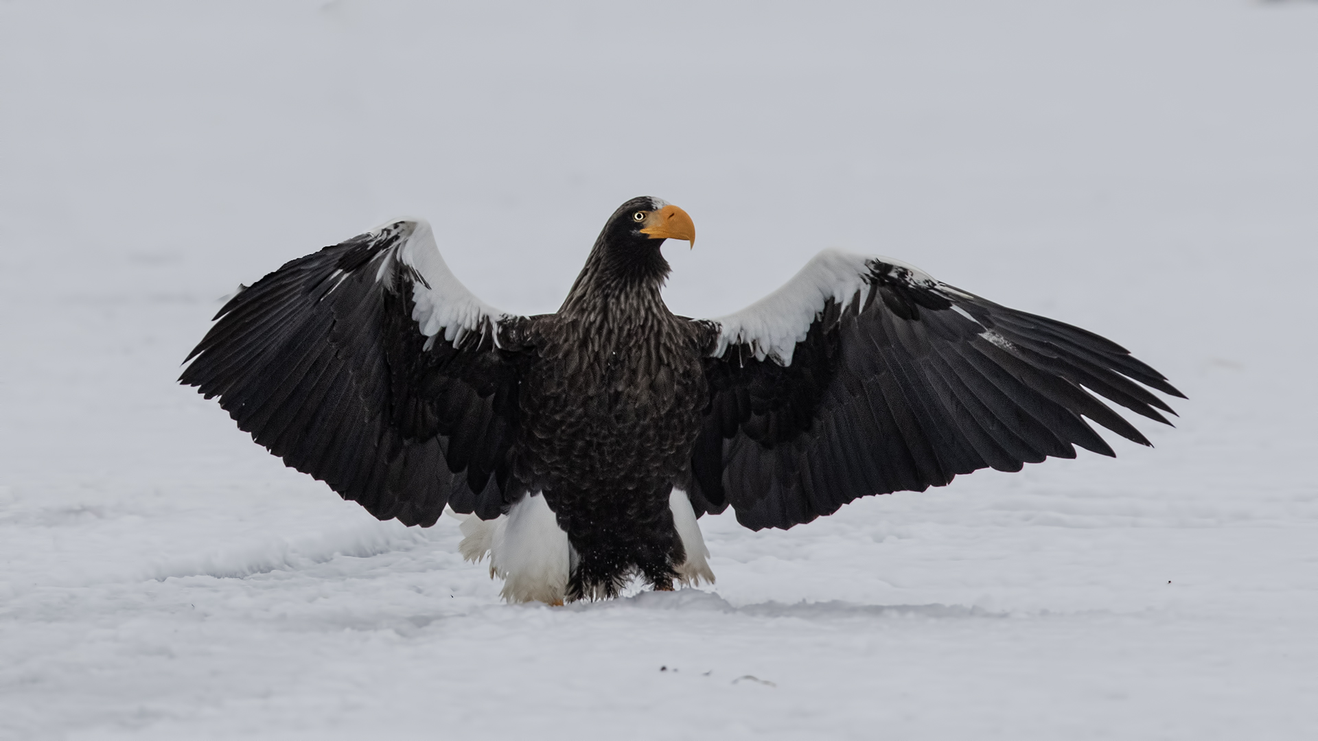 Steller's Sea-Eagle